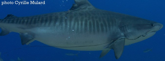 Anzóis ficam presos a um número surpreendentemente cimo de tubarões 5 Anzóis ficam presos a um número surpreendentemente cimo de tubarões 5